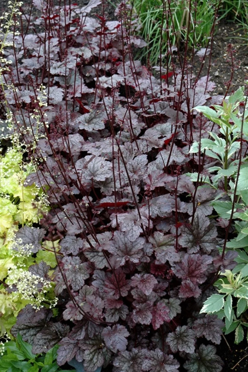 Coral Bells, Plum Pudding