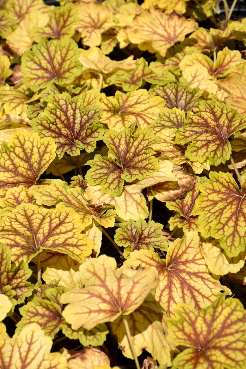 Coral Bells, Red Lightning