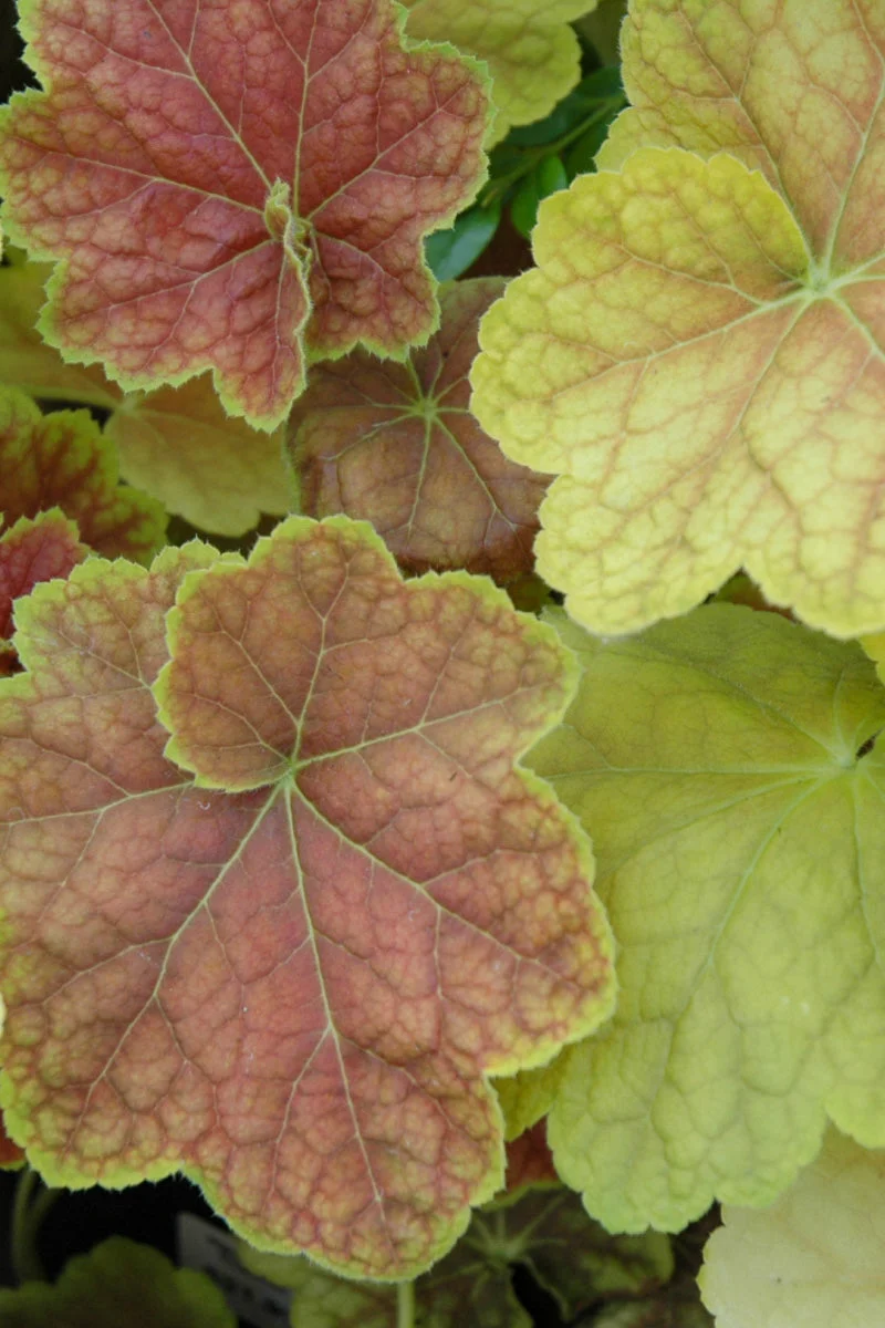 Coral Bells, Tiramisu