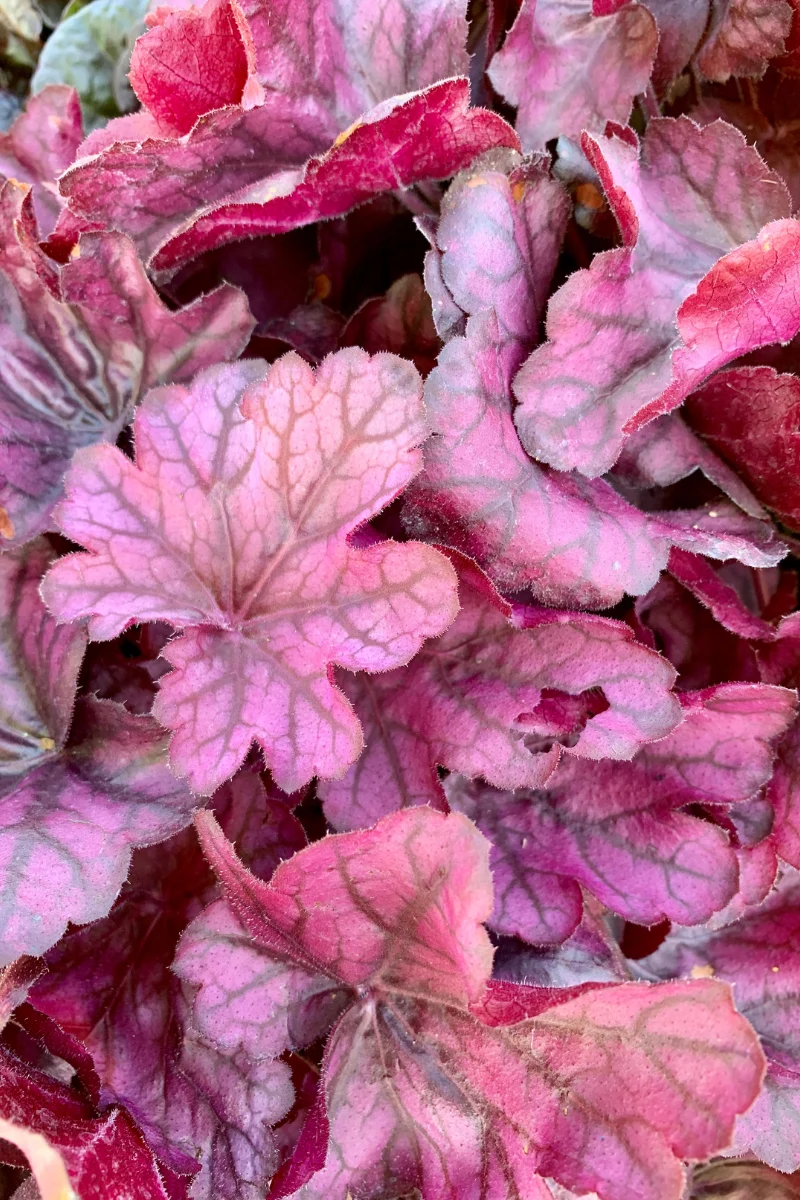 Coral Bells, Wild Rose
