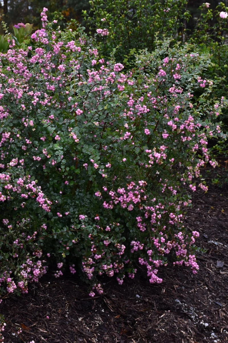 Coral Berry, Proud Berry - Image 2