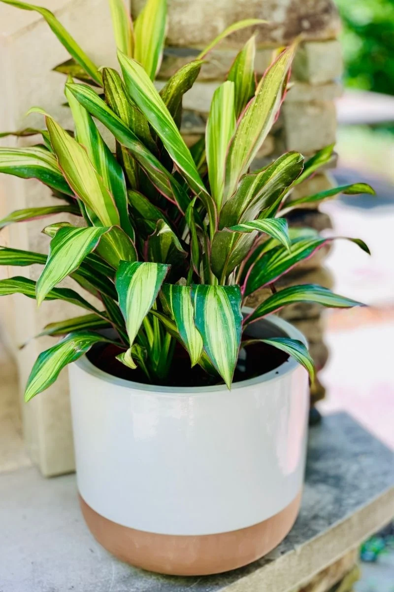 Cordyline, Kiwi 10"