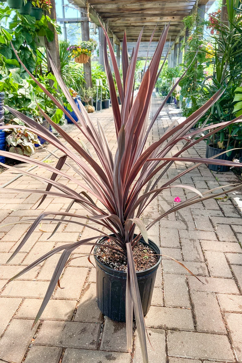 Cordyline Red Sensation - Image 2