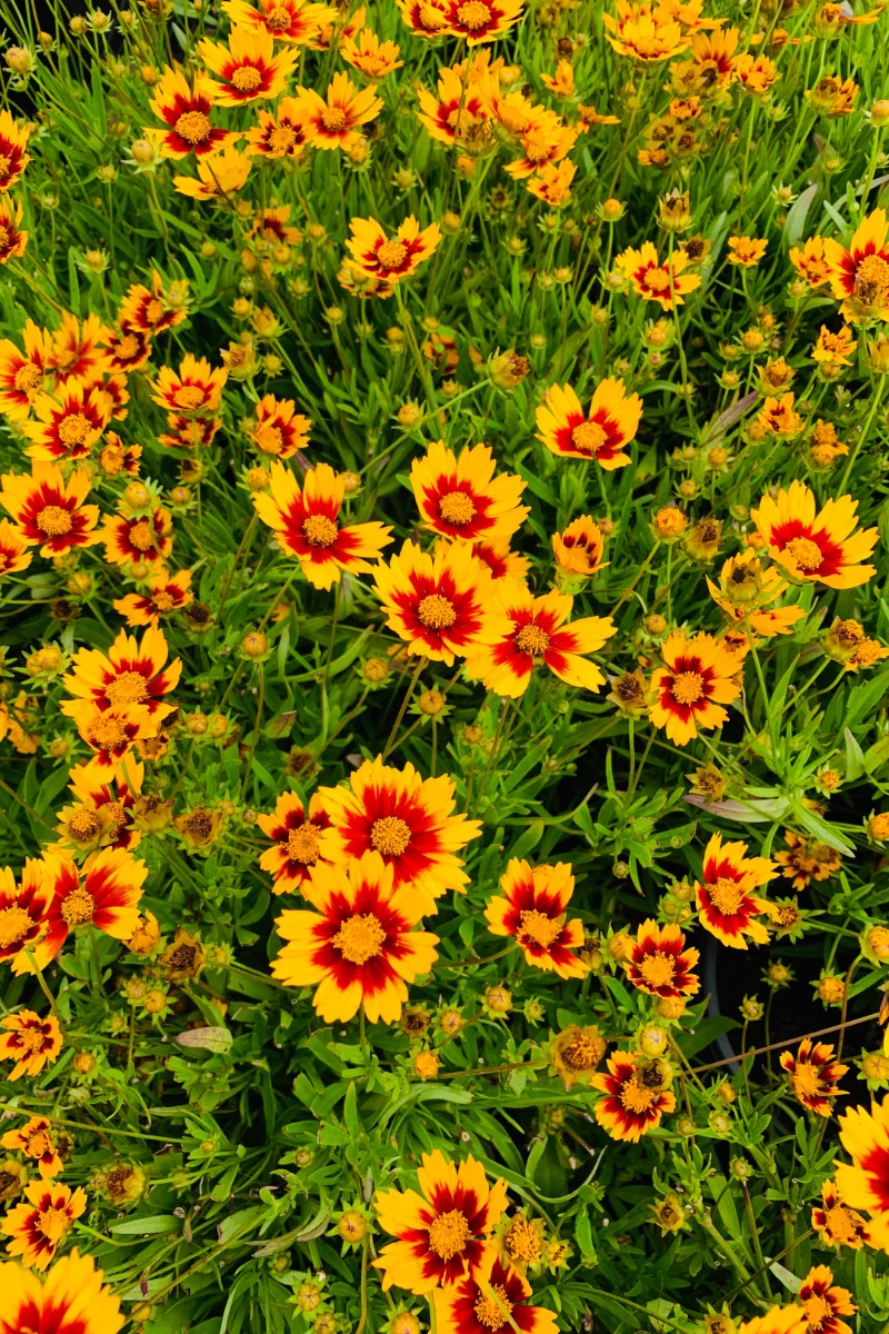 Coreopsis, Lil Bang Daybrk