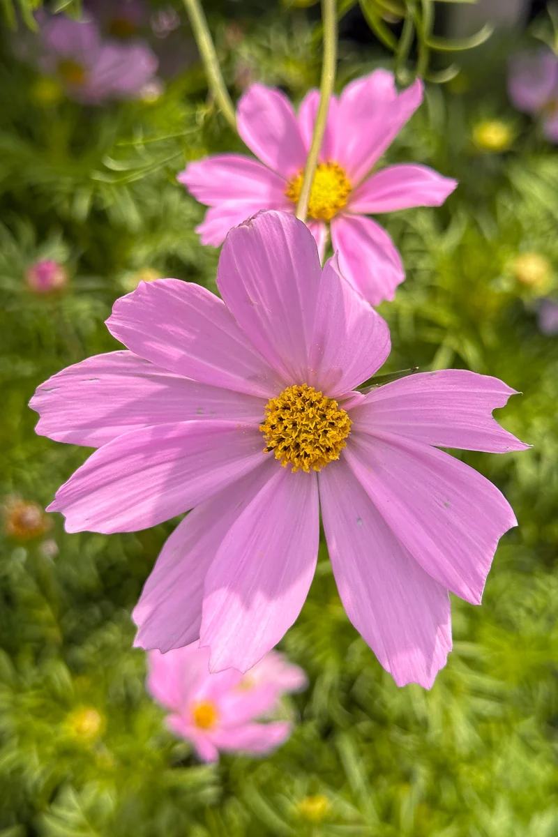Cosmos, Sonata Pink