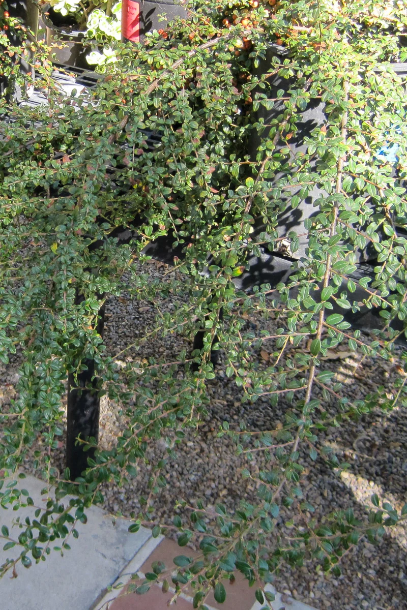 Cotoneaster, Lowfast - Image 2