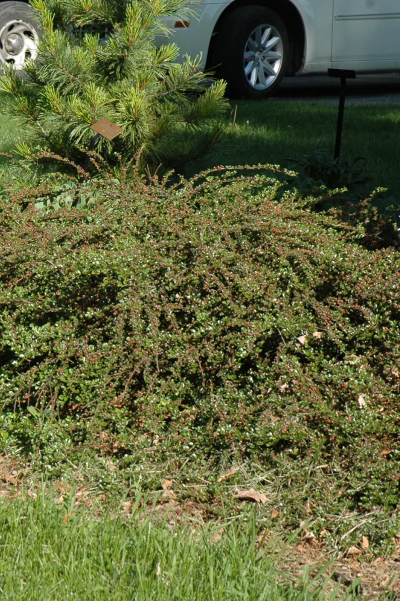 Cotoneaster, Rockspray - Image 2
