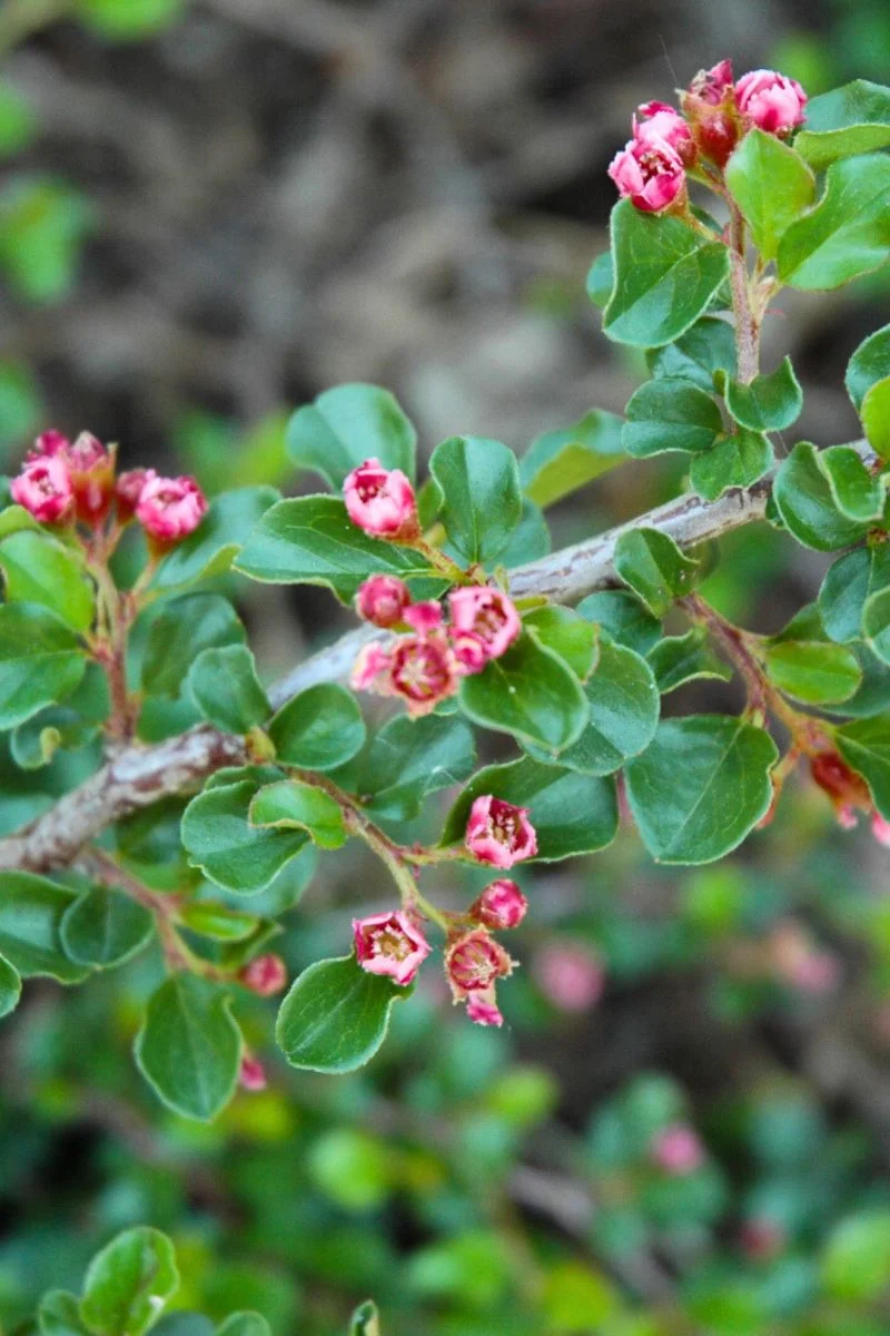 Cotoneaster, Tom Thumb - Image 2