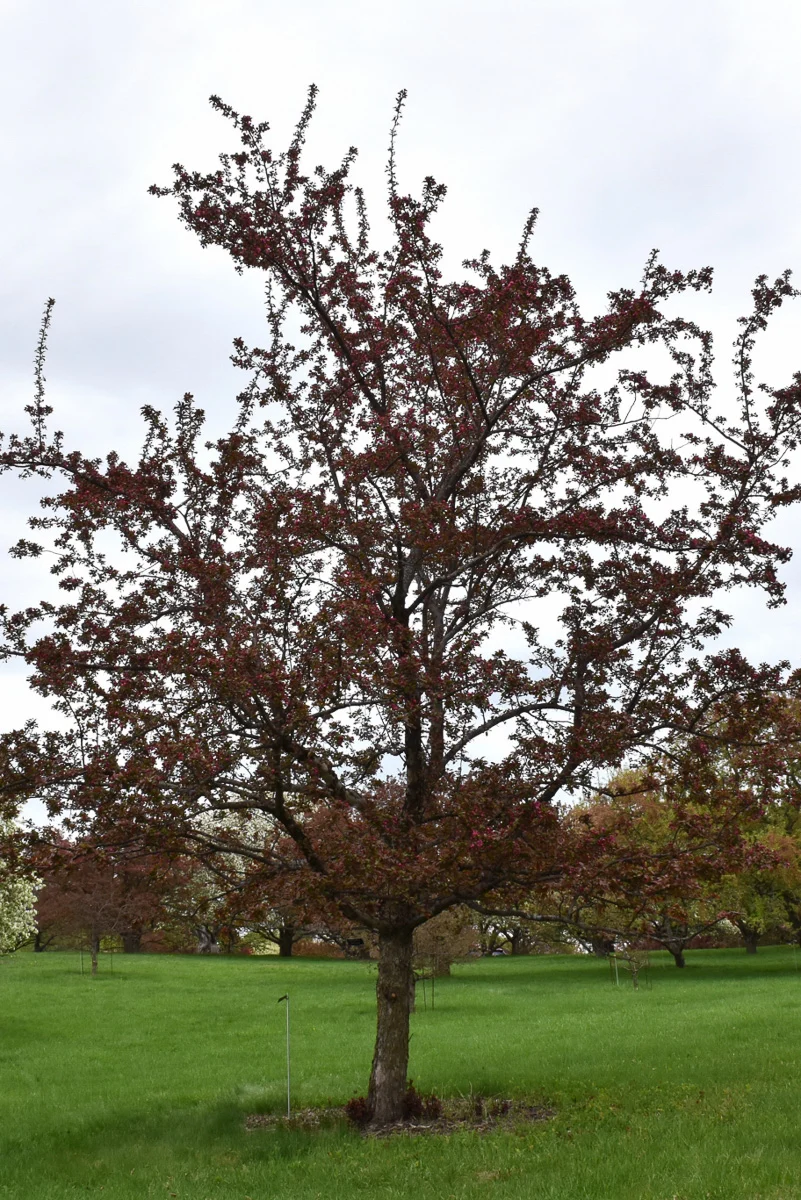 Crabapple, Cardinal - Image 2