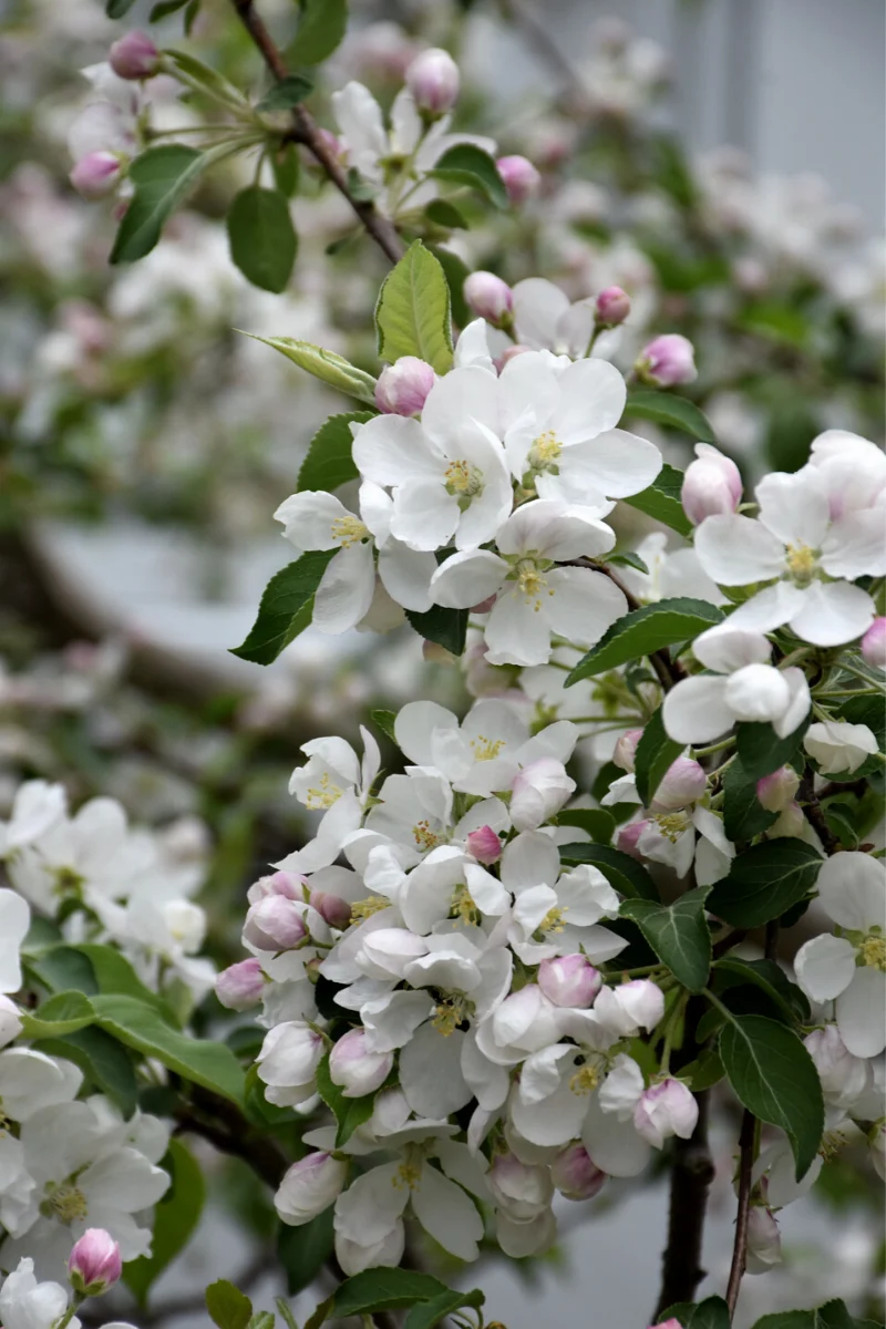 Crabapple, Chestnut