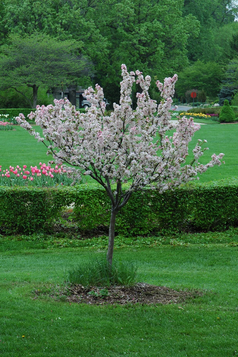 Crabapple, Coralburst - Image 2