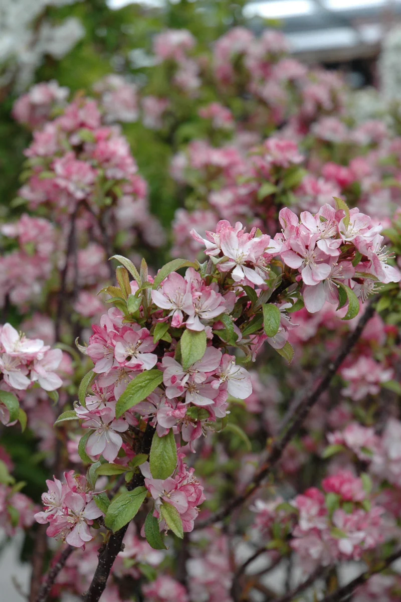 Crabapple, Coralburst - Image 3