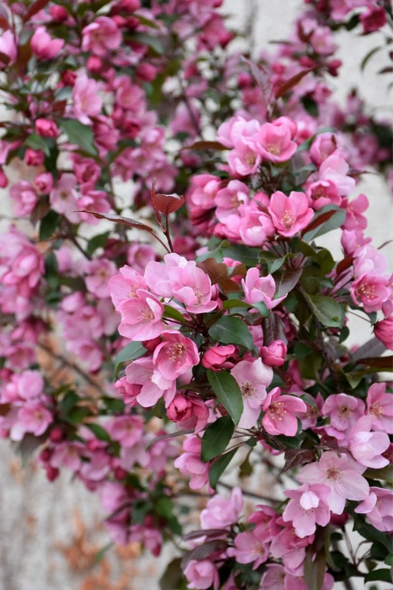 Crabapple, Gladiator - Image 2