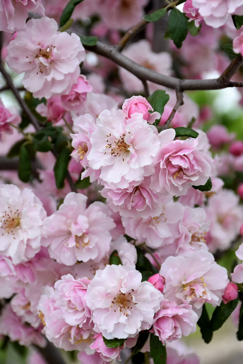 Crabapple, Prairie Rose