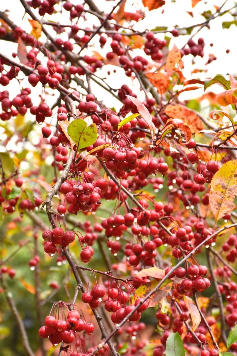 Crabapple, Prairiefire   Pk-Rd - Image 3