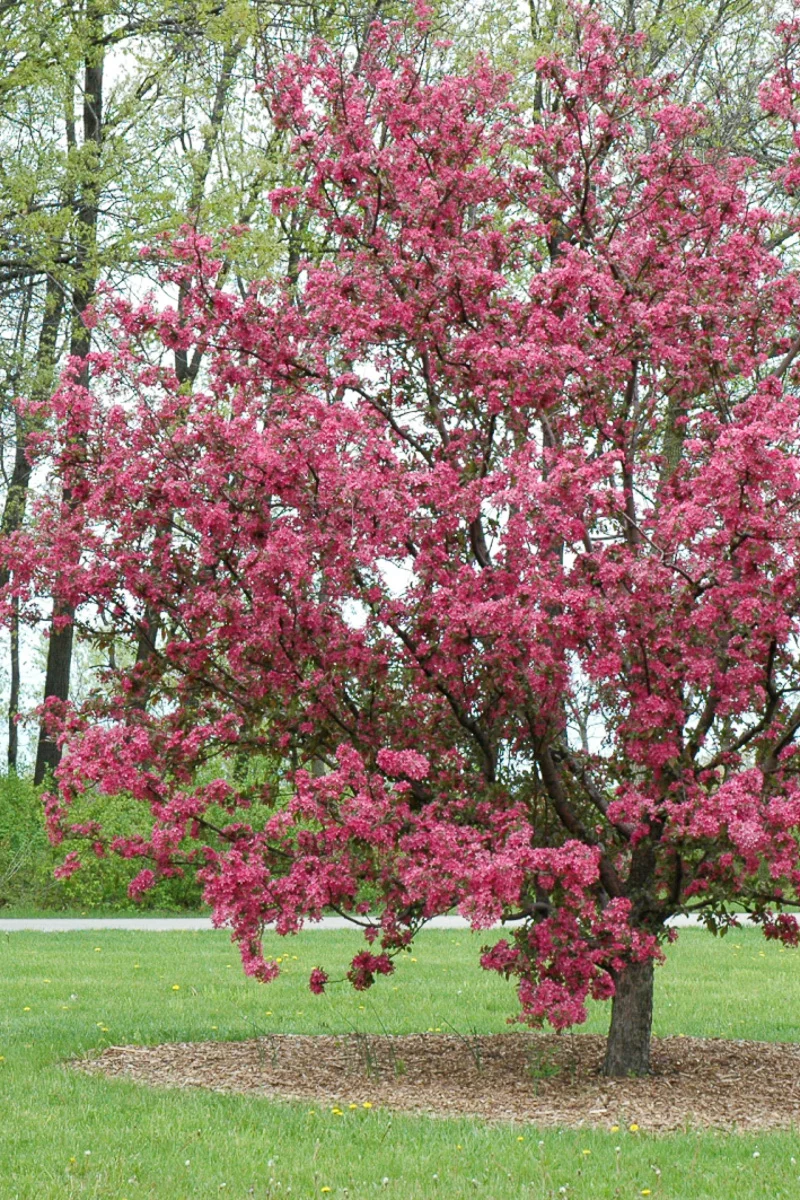 Crabapple, Purple Prince    Rd - Image 3