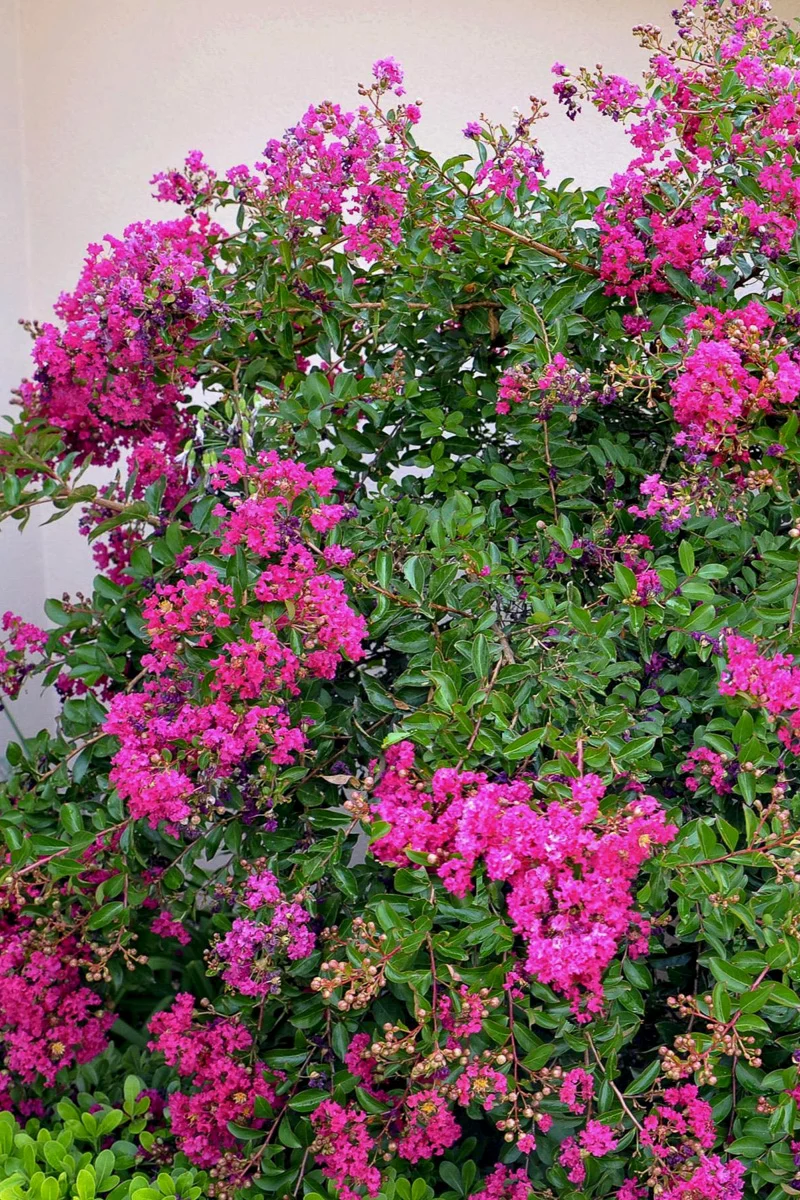 Crape Myrtle, Mimie Fuchsia - Image 2