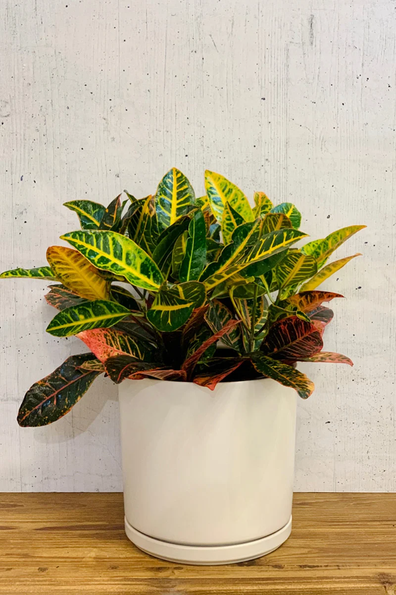 Croton, Petra 10"
