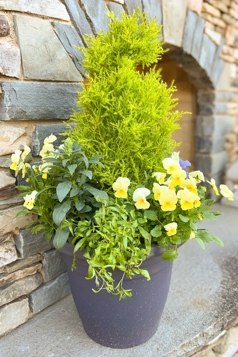 Chalet Signature | Outdoor | Spring Classic & Fresh - Image 2