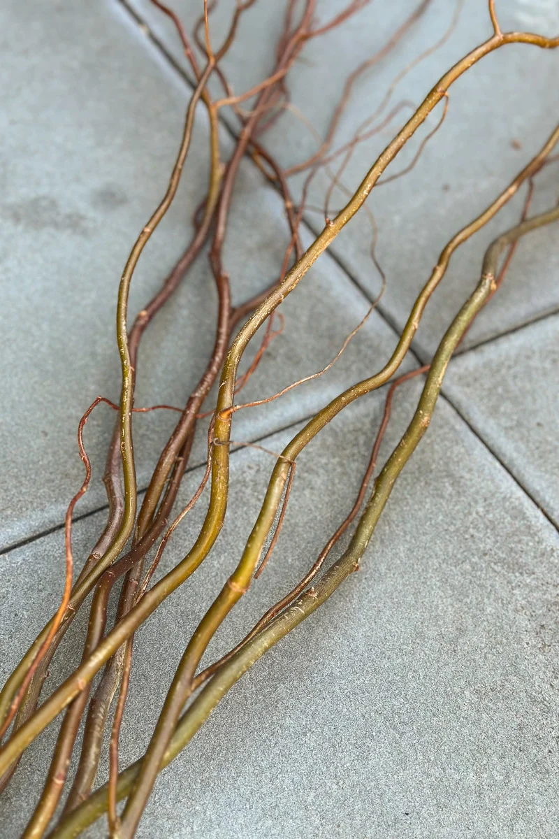 Curly Willow, Green Medium - Image 2
