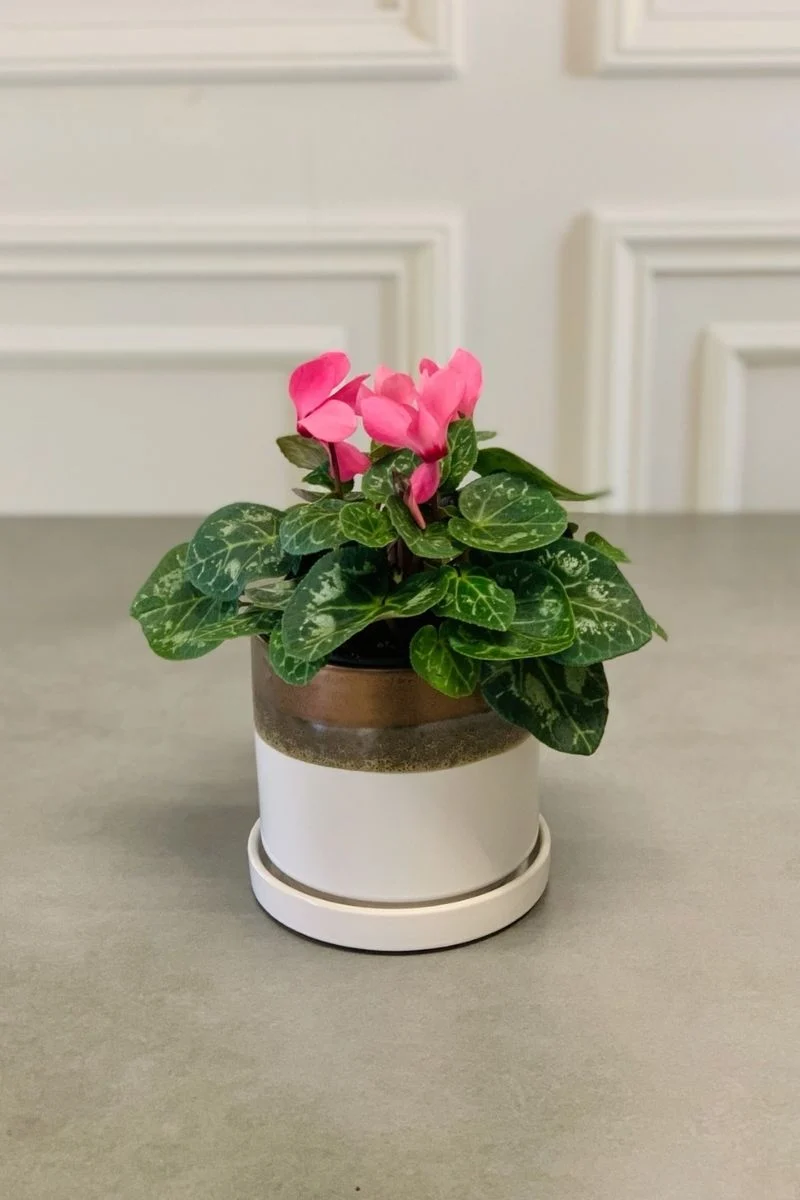Cyclamen, Pink 4.5"