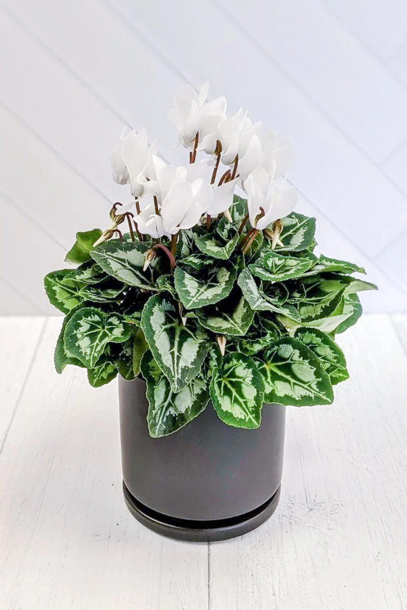 Cyclamen, White 4"