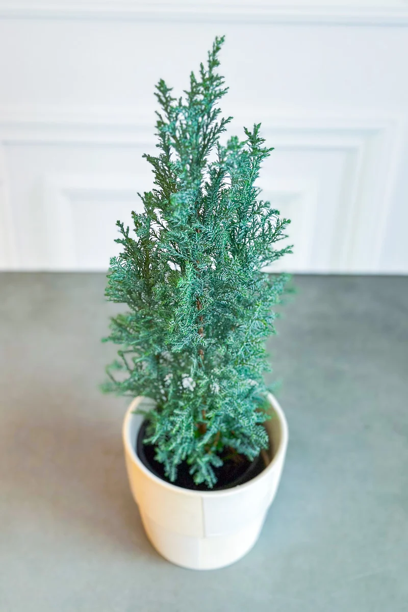 Cypress, Elwoodii 4"