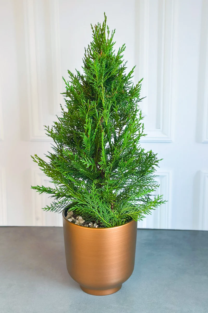 Cypress, Leyland 8"