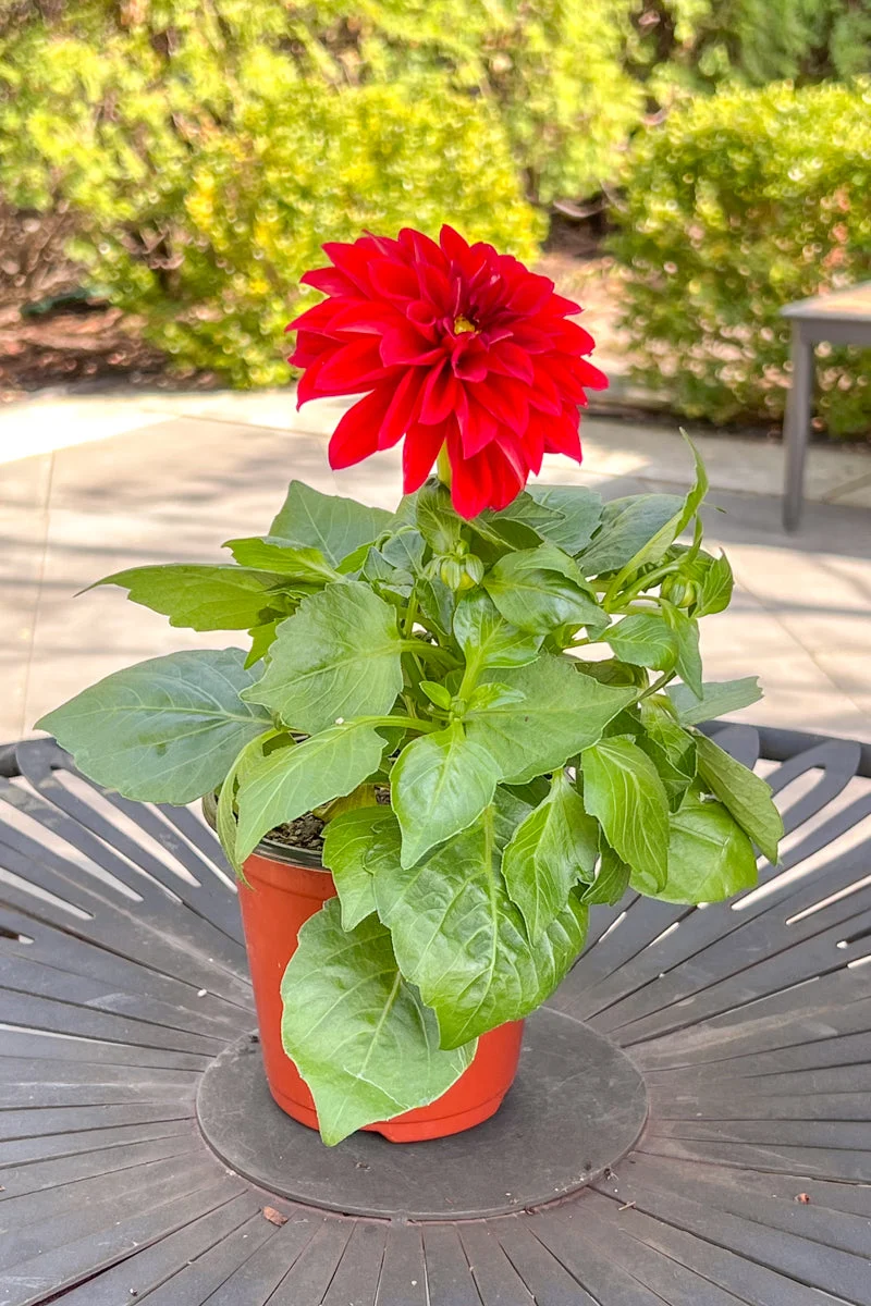 Dahlietta Tessy Red