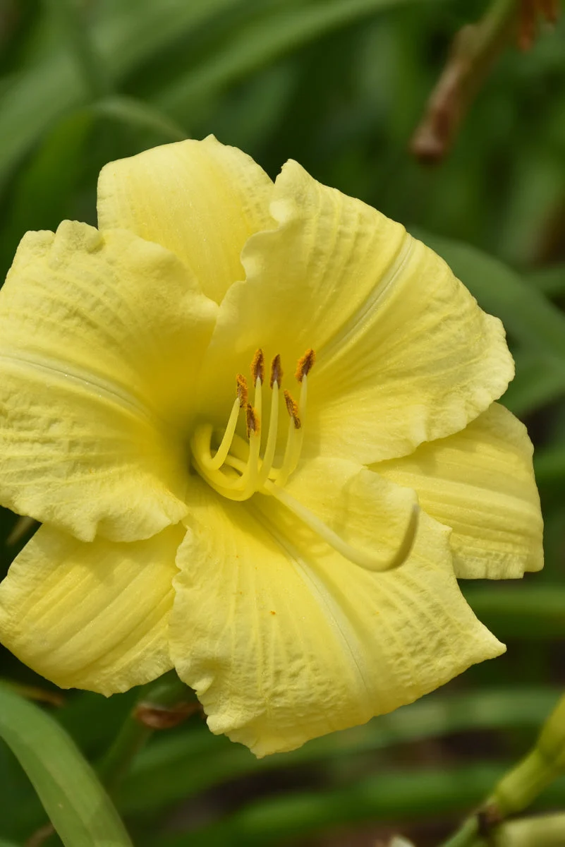 Daylily, Going Bananas