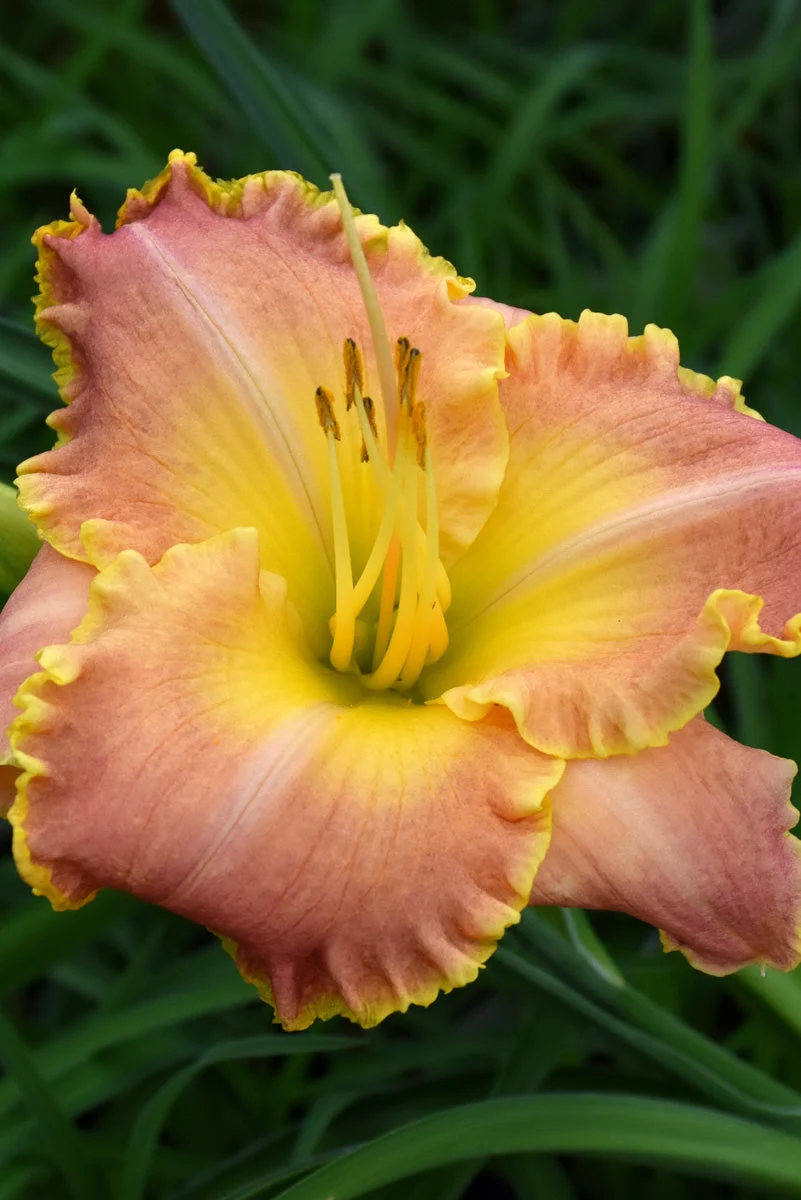 Daylily, Jekyll Island