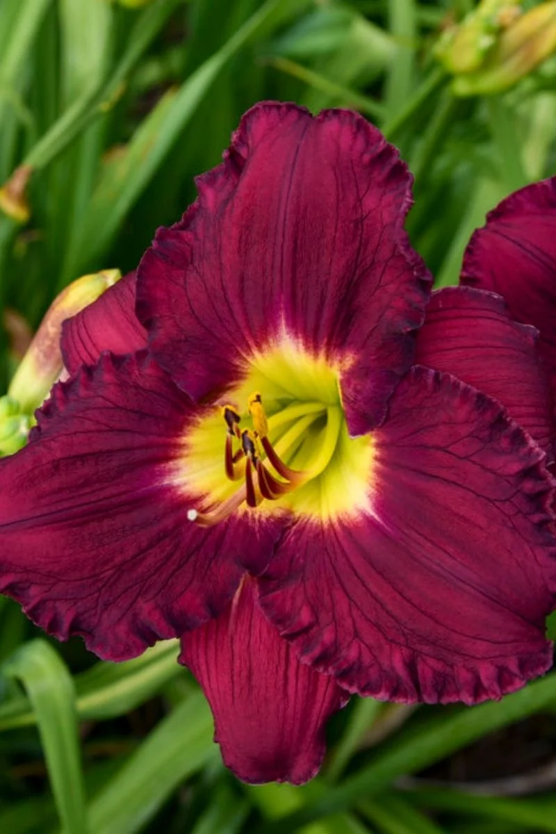 Daylily, Nosferatu