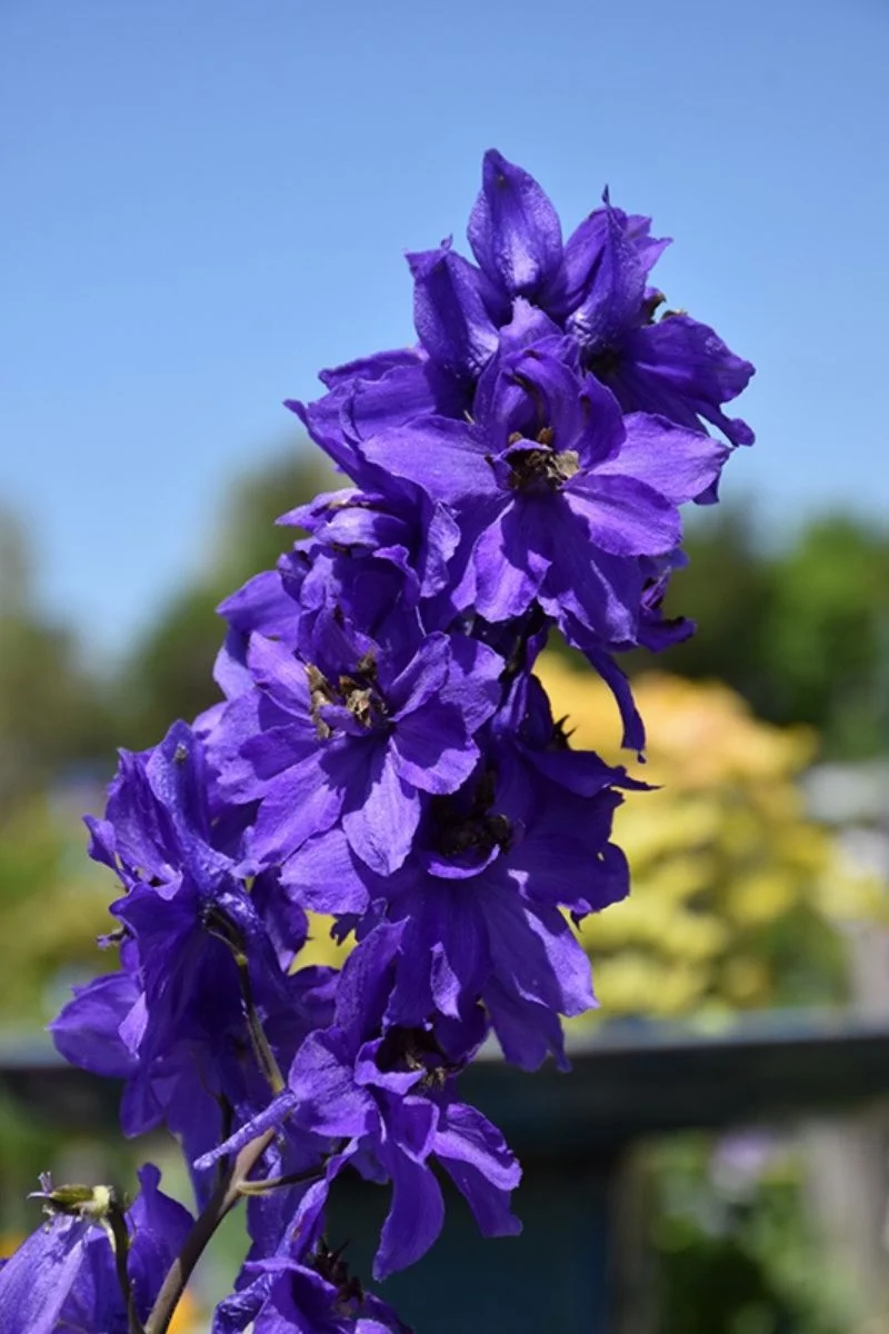 Delphinium, Magic Fountain Dark Blue Dark Bee