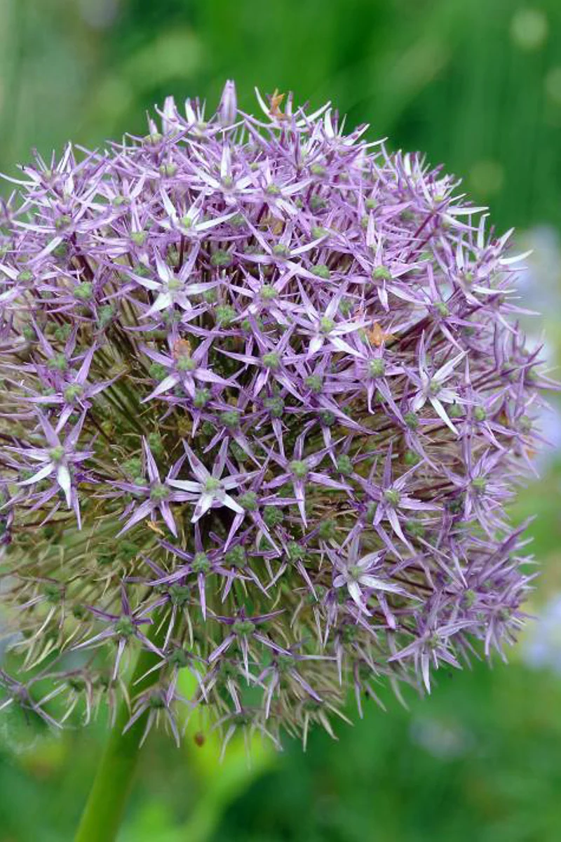 DeVroomen Allium Aflatunense Purple Sensation Bulbs 5/Pack - Image 2