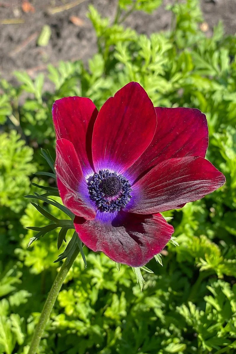 DeVroomen Anemones Coronaria Bordeaux Bulbs 10 Pack - Image 2