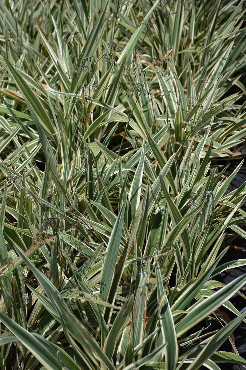Dianella, Flax Lily Variegated 10" - Image 2