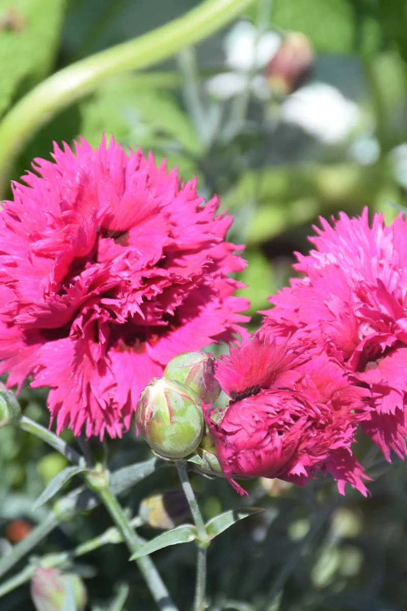 Dianthus, Fruit Punch Spiked Punch