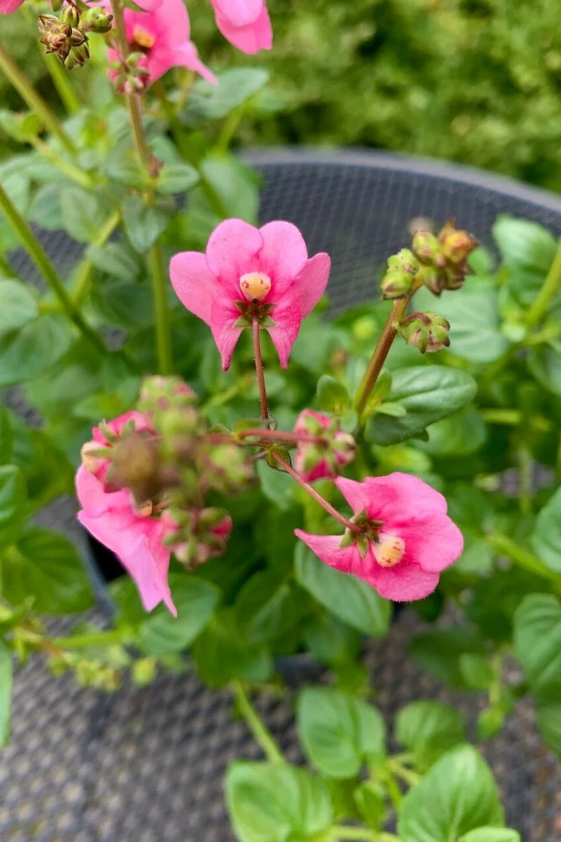 Diascia Darla Lt Pink