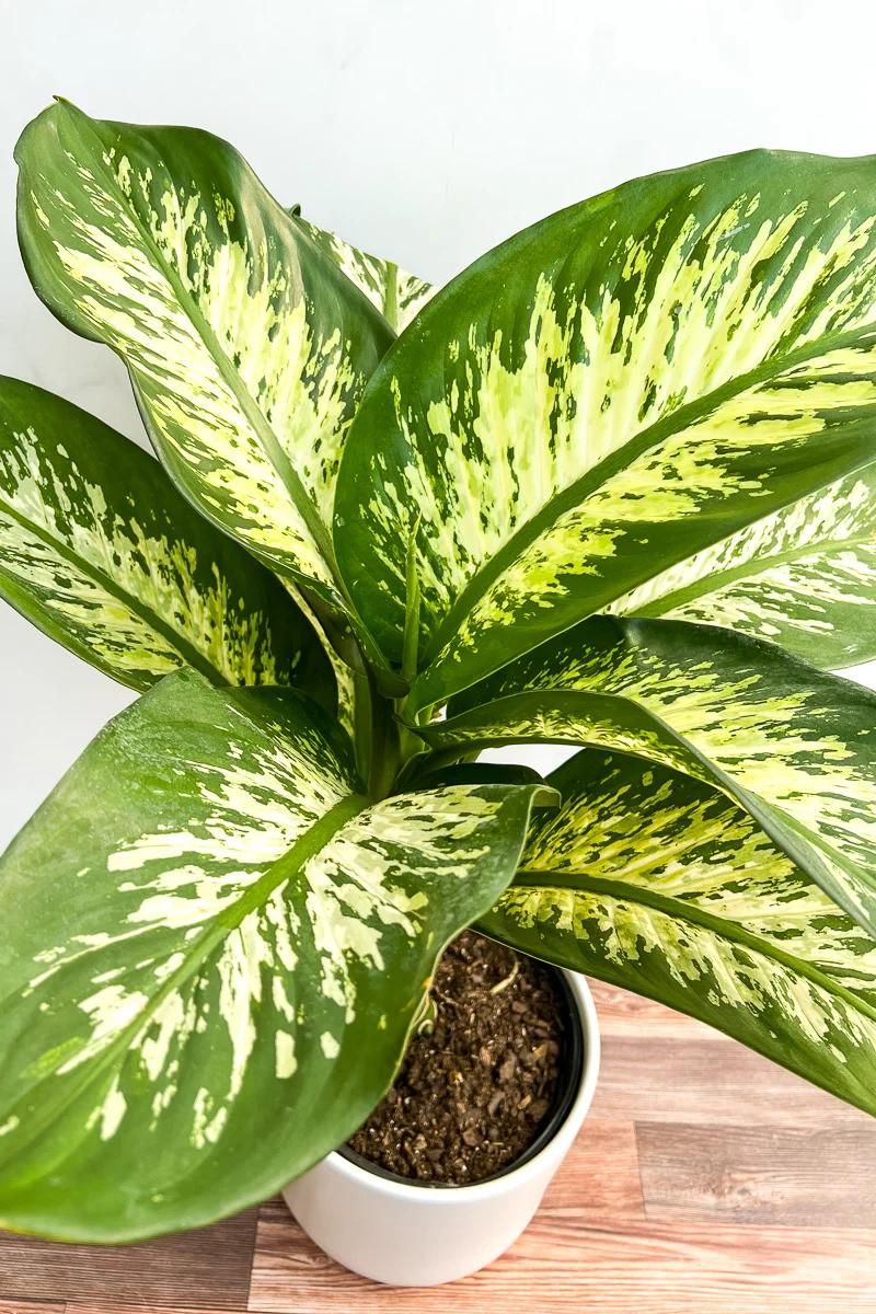 Dieffenbachia, Tropic Snow 6"