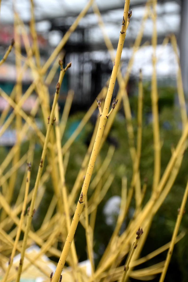 Dogwood, Arctic Fire Yellow