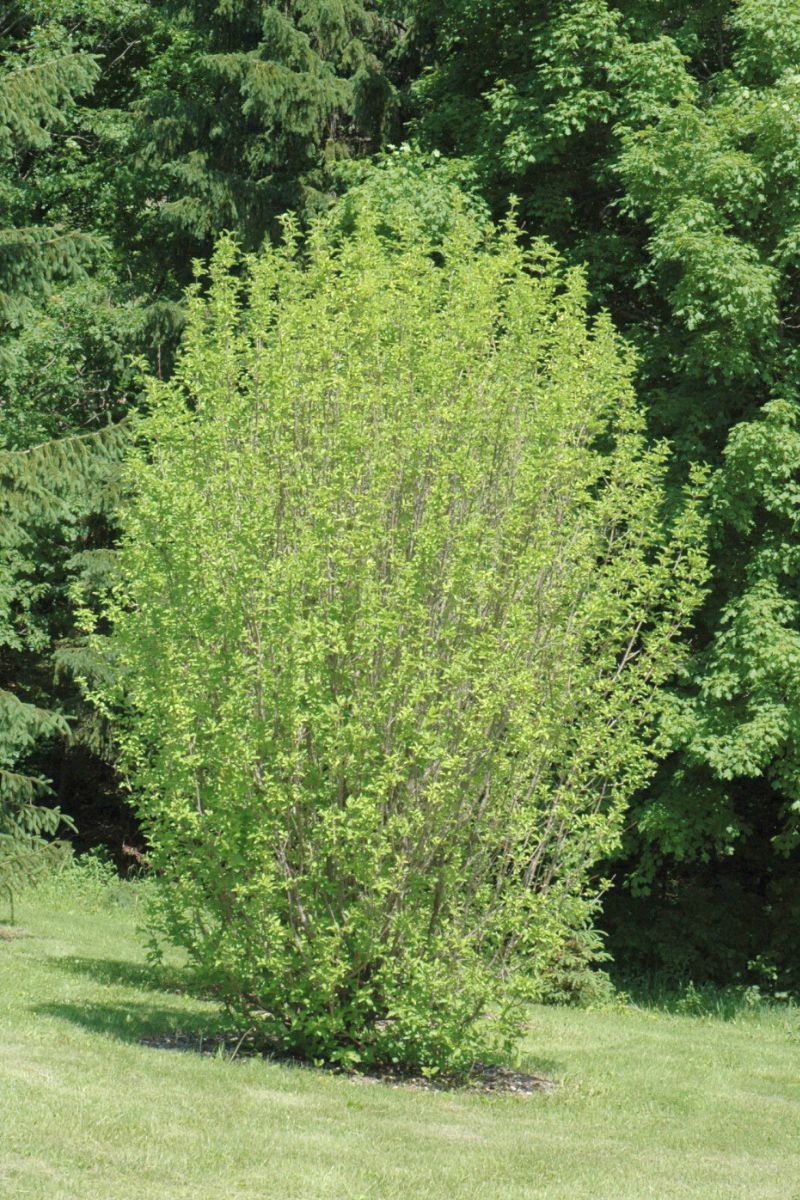 Dogwood, Golden Glory - Image 2