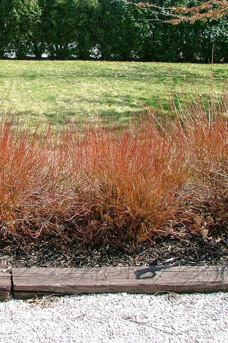 Dogwood, Gray Huron - Image 2