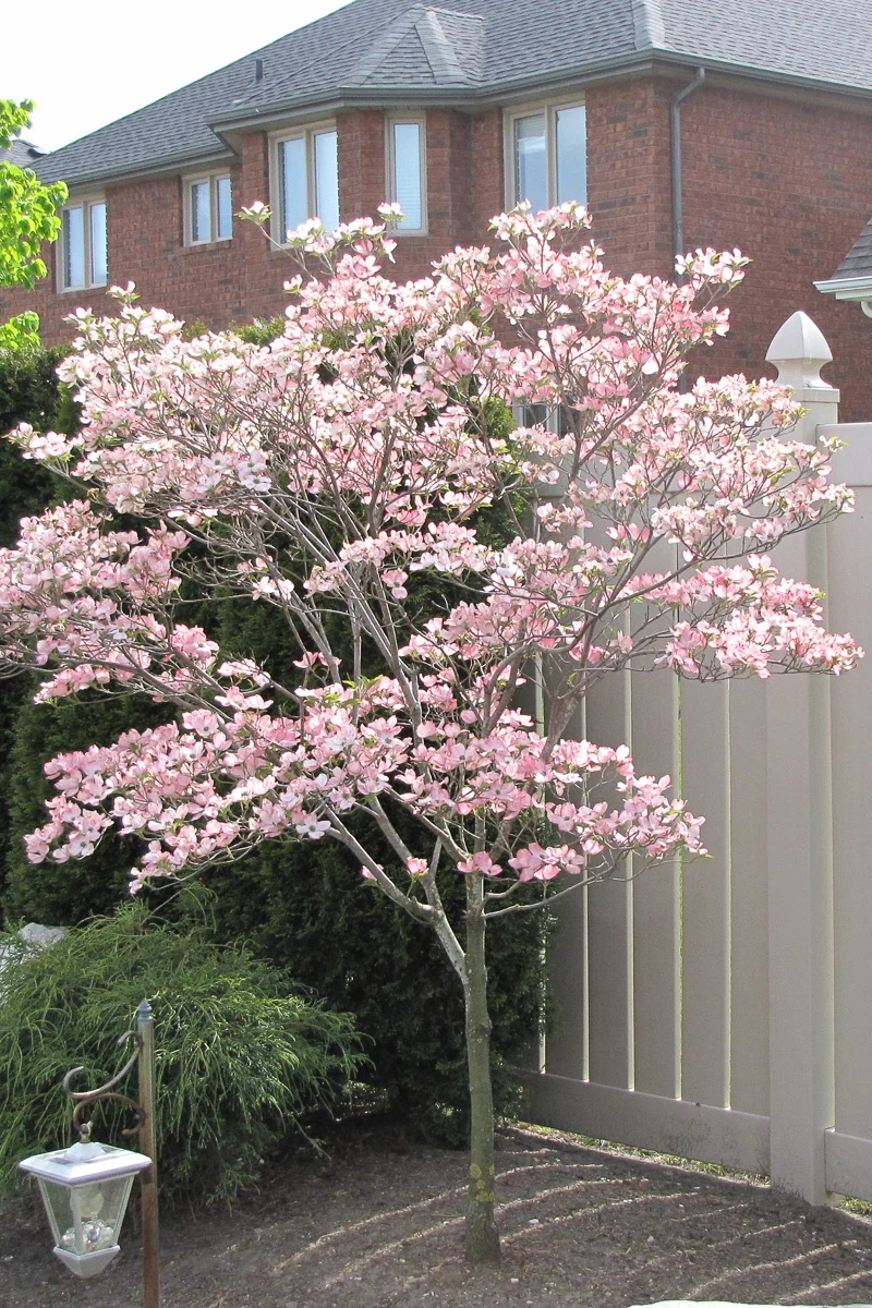Dogwood, Kousa Satomi - Image 2