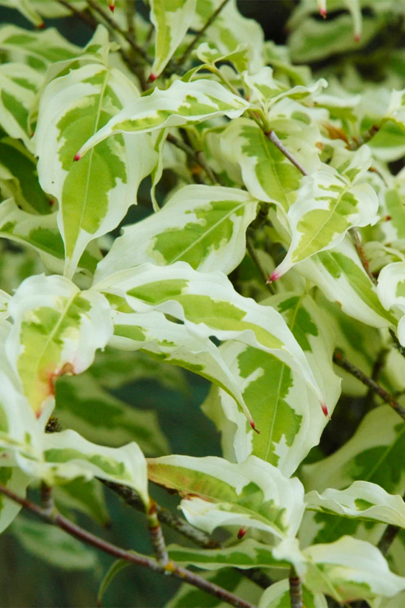 Dogwood, Kousa Summer Fun