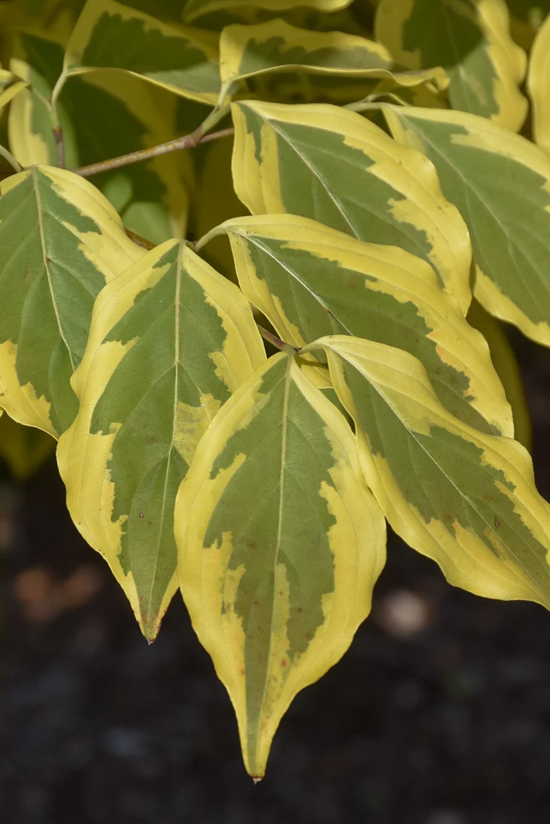 Dogwood, Kousa Summer Gold - Image 2
