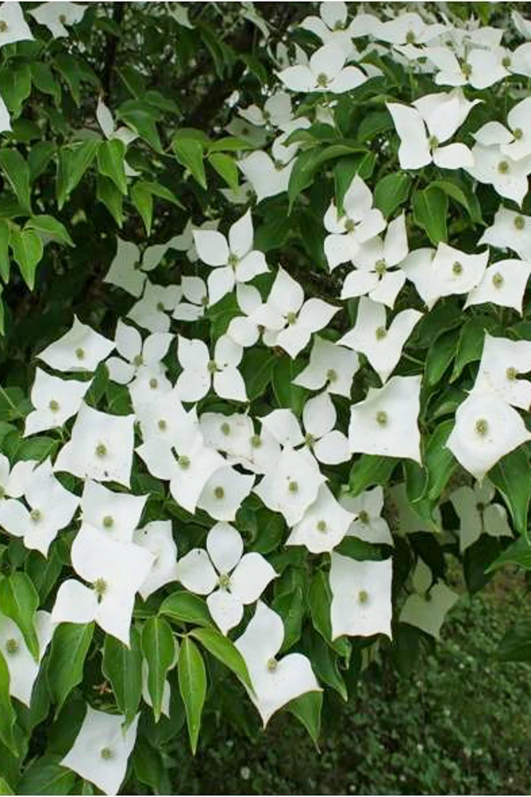 Dogwood, Pam's Mountain Bouquet - Image 2