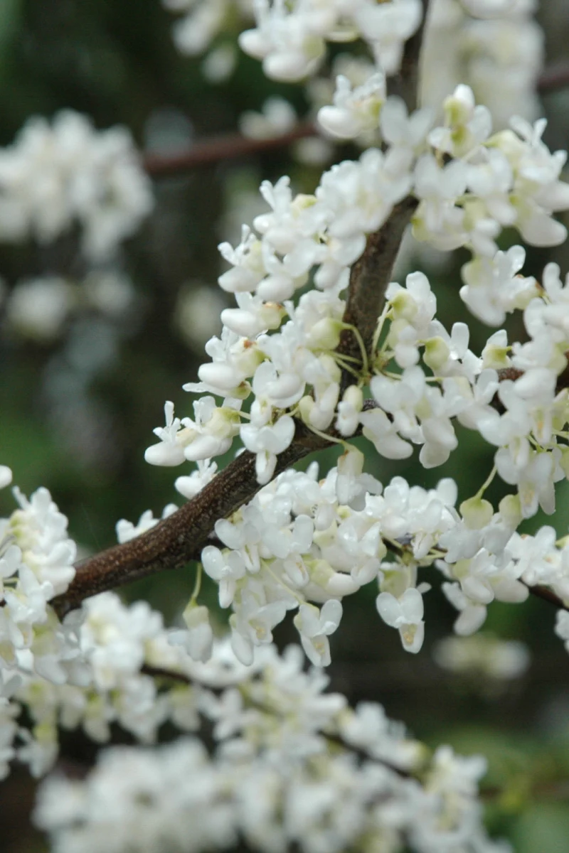 Dogwood, Redtwig Bergeson