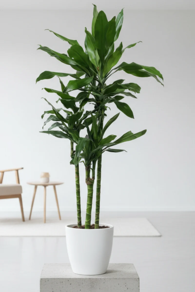 Dracaena, Cintho Cane 8"