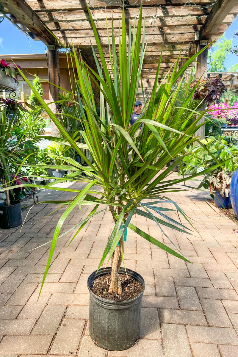 Dracaena, Marginata 12" Braid