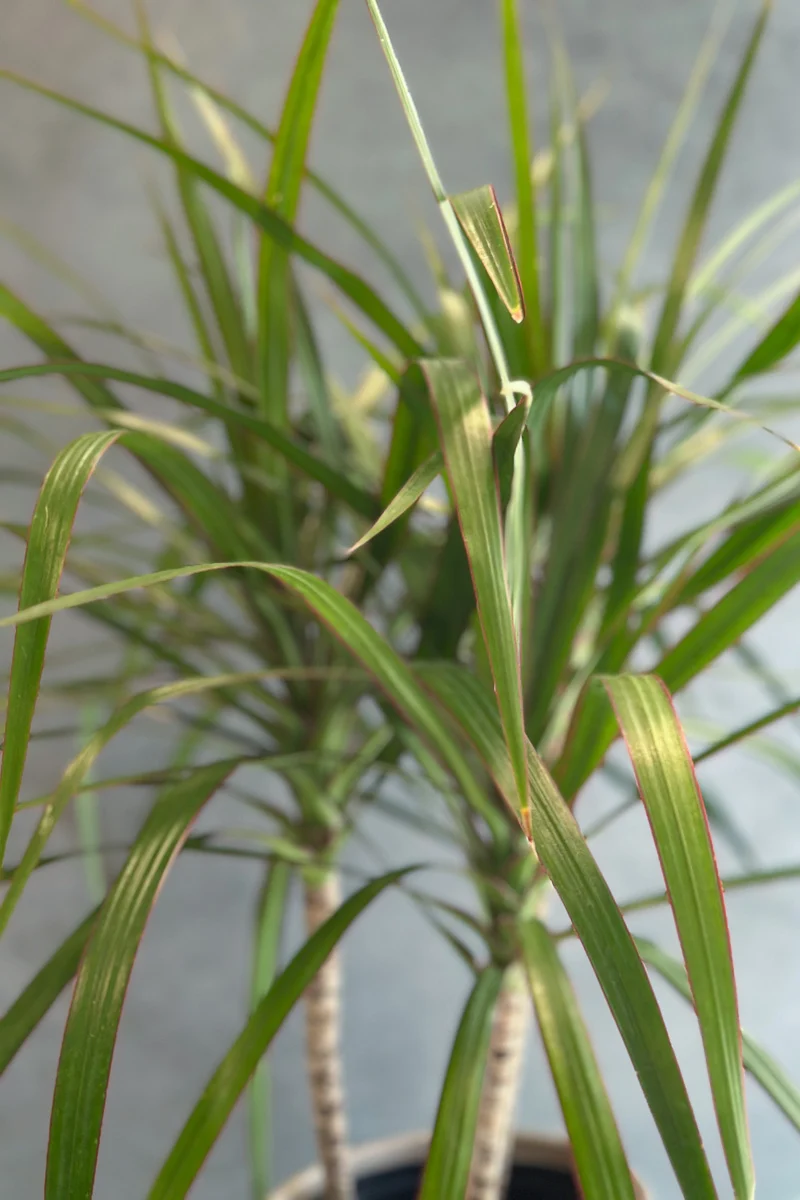 Dracaena, Marginata 6"